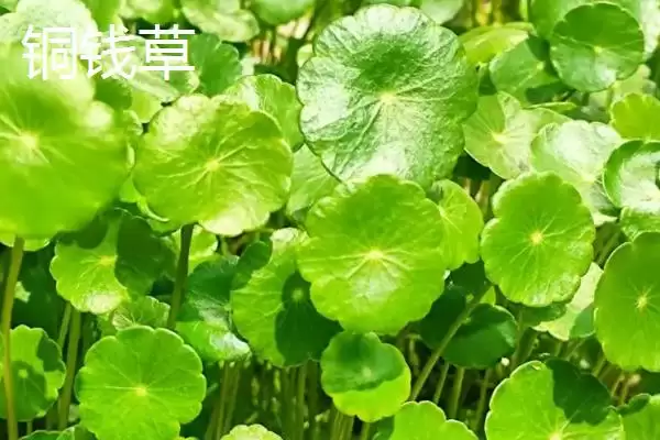 图片[4]-铜钱草与金钱草的区别是什么？区分铜钱草与金钱草要关注哪些关键差异？-会东网