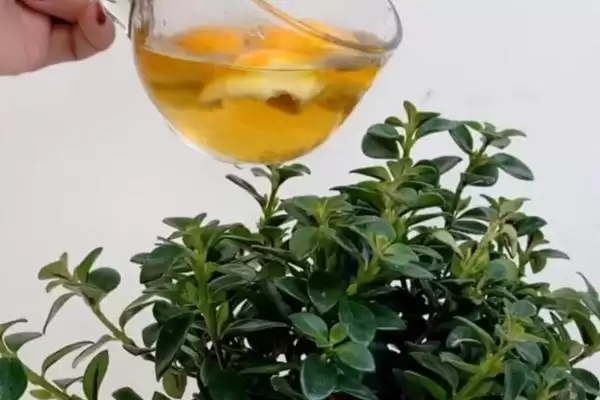 图片[3]-判断烟灰水能否浇花的方法和重点？判断烟灰水能否浇花要做好哪些细节？-会东网