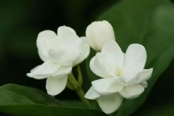 图片[4]-毛茉莉与茉莉花有什么区别呢 ,毛茉莉与茉莉花外形和花形不同-会东网