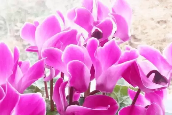 图片[4]-仙客来不开花的原因和要点？分析仙客来不开花原因需关注哪些方面？-会东网