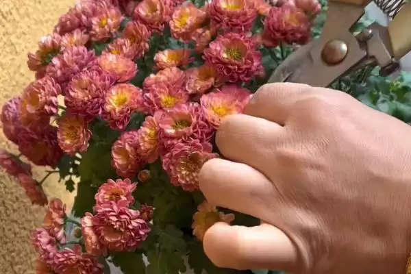 图片[6]-栽培菊花的方法和重点？栽培菊花要做好哪些细节？-会东网