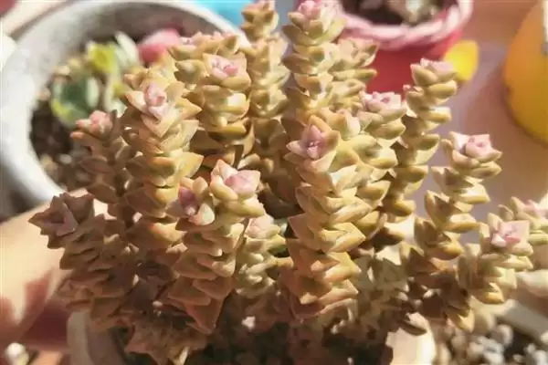图片[6]-让彩色蜡笔爆盆的方法？养护彩色蜡笔促爆盆要掌握哪些关键的养护和繁殖要点？-会东网