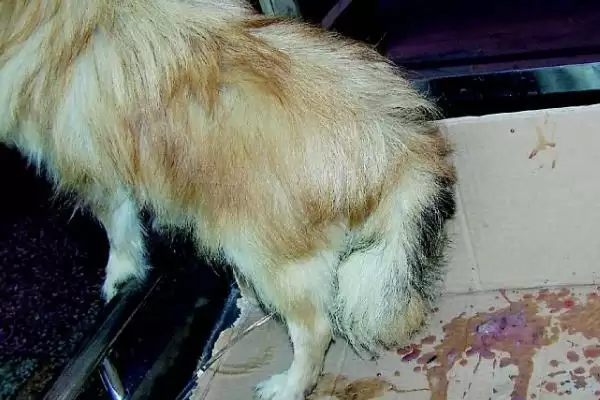图片[2]-犬细小病毒危害剖析：死亡率高的传染病的防治关键-会东网