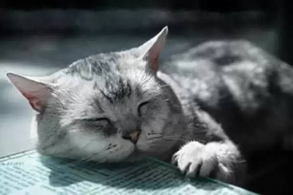 图片[8]-什么是猫艾滋？了解猫艾滋要知晓哪些关键的疾病特性和传播方式？-会东网