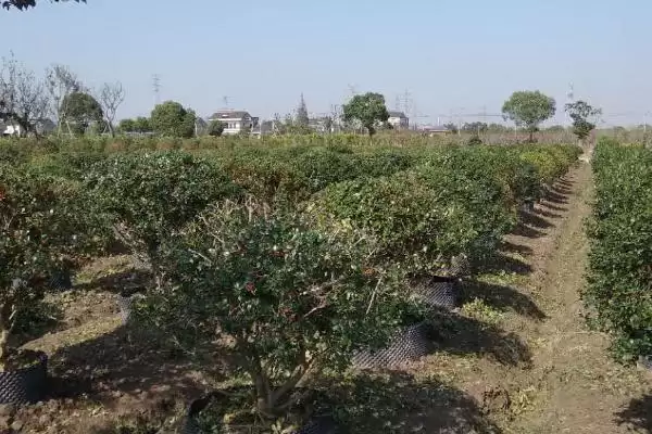 图片[3]-如何正确施用果园苗圃除草剂？在果园苗圃施用除草剂要注意什么？-会东网