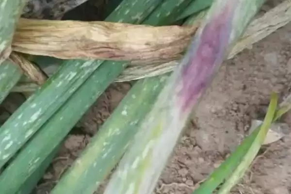 图片[3]-铁杆大葱的种植方法？种植铁杆大葱要遵循哪些科学的种植步骤和管理要点？-会东网