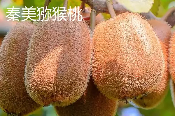 图片[7]-什么品种的猕猴桃最甜最好吃？了解优质猕猴桃品种要知晓哪些口味特性？-会东网