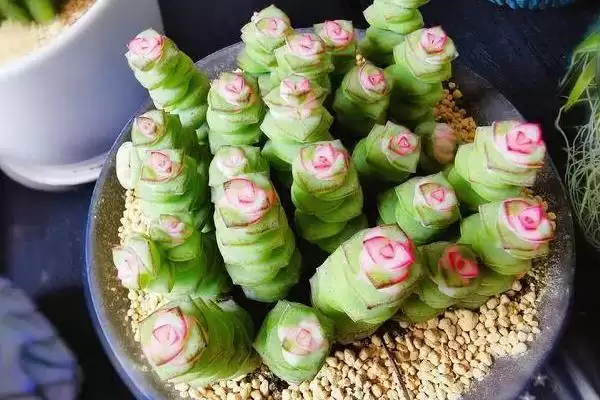 图片[3]-钱多多植物养殖秘籍：光照充足环境中生长的要点-会东网