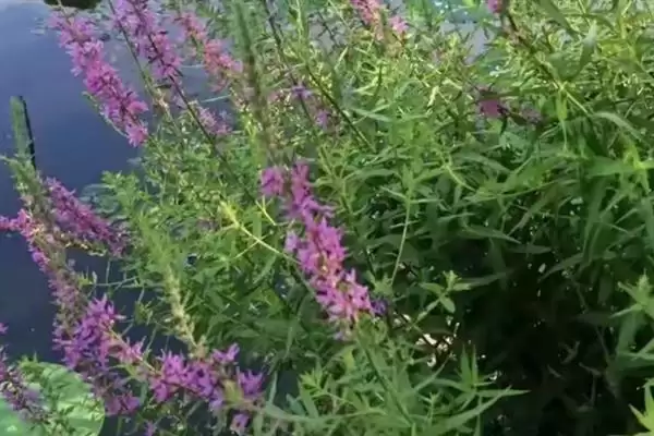 图片[3]-千屈菜的多年生奥秘：多年生植物的生长特点-会东网