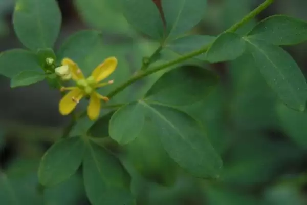 图片[3]-了解芸香繁殖方式的方法和重点？了解芸香繁殖方式要做好哪些细节？-会东网