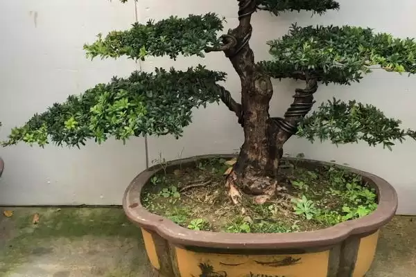 图片[4]-养殖珍珠罗汉松的方法和重点？养殖珍珠罗汉松要做好哪些细节？-会东网