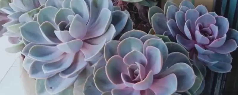 紫珍珠养殖的方法和要点？养殖紫珍珠要掌握哪些关键方法？-会东网
