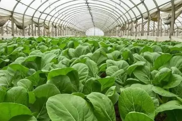 种植大棚蔬菜的成本和利润?种植大棚蔬菜需关注哪些经济要素?插图2 种植大棚蔬菜的成本和利润?种植大棚蔬菜需关注哪些经济要素?插图2