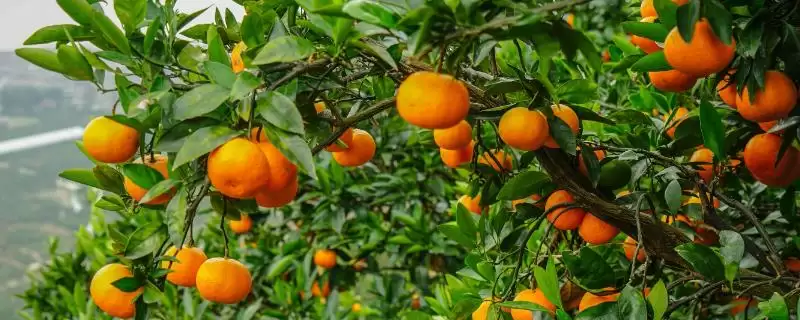 橘子的品种介绍 ,不同产地的橘子品种有何特色呢?-会东网