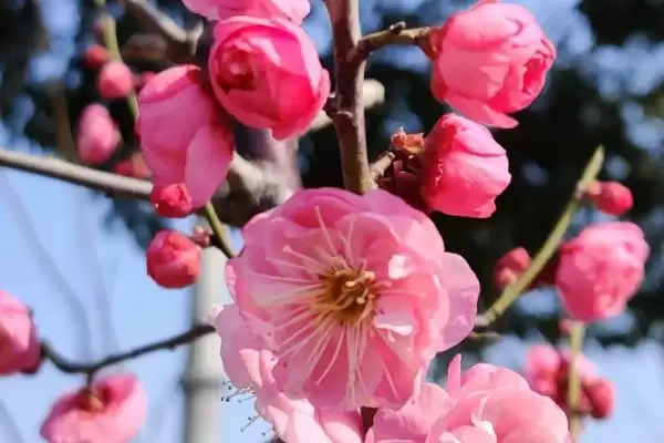图片[4]-梅花具有哪些优秀的品质呢 ,梅花寓意强大独立、坚韧顽强等品质-会东网