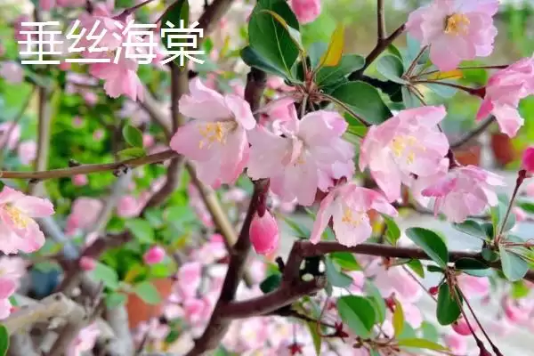图片[3]-海棠树购买指南：山东、江西等省苗木市场有惊喜！-会东网