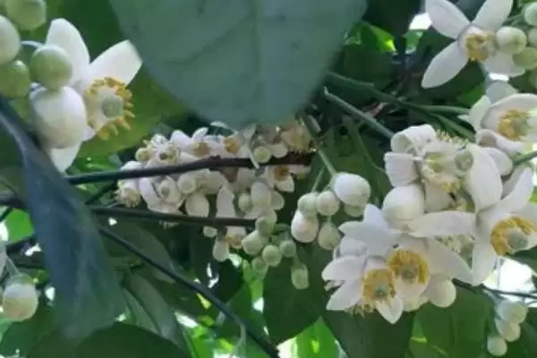 图片[2]-了解柚子促花保果方法的方法和重点？了解柚子促花保果方法要做好哪些细节？-会东网