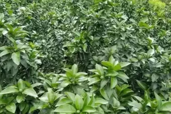 图片[4]-对沙糖桔施肥的方法和重点？对沙糖桔施肥要做好哪些细节？-会东网