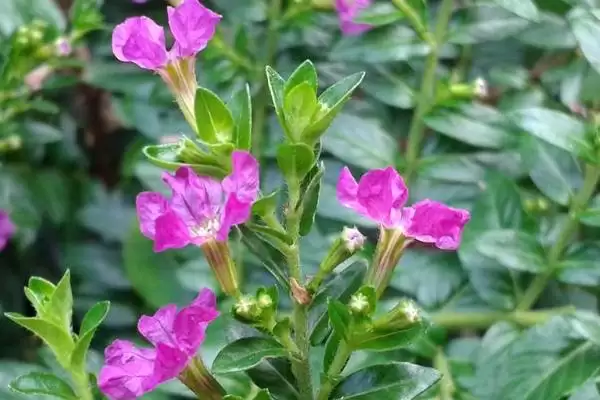 图片[3]-探寻雪茄花叶片干枯原因的方法和重点？探寻雪茄花叶片干枯原因要做好哪些细节？-会东网