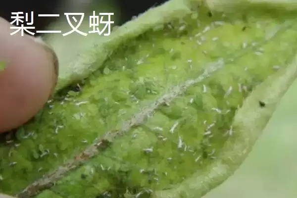 图片[5]-氯氰菊酯适合在什么时候打 ,氯氰菊酯防治不同虫害何时打-会东网