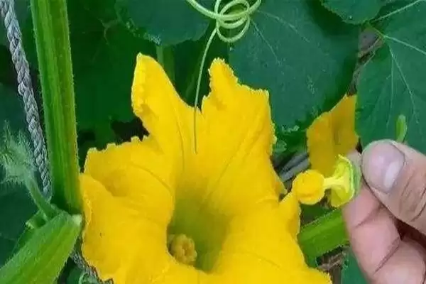 图片[2]-同株南瓜可以授粉吗？判断同株南瓜能否授粉要了解哪些植物授粉特性？-会东网