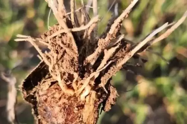 图片[3]-生姜的常见虫害和防治方法？种植生姜防治常见虫害要运用哪些手段？-会东网