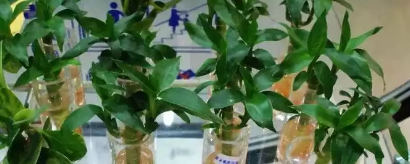 水培富贵竹多久换一次水？水培富贵竹换水要掌握哪些合适的时间间隔要点？-会东网
