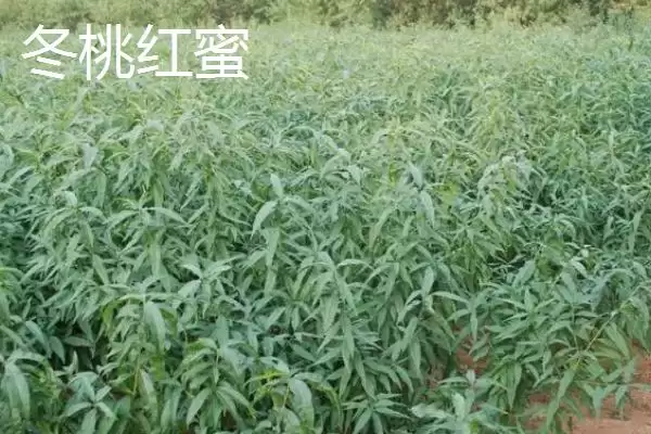 图片[16]-桃树苗品种优选：秋彤桃为何是国内最好的品种？-会东网