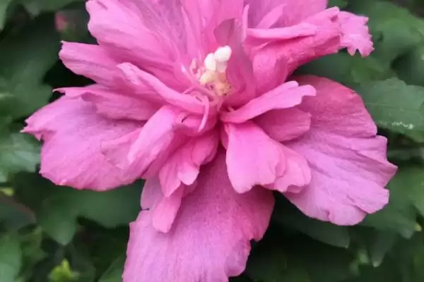 图片[5]-木槿花具有什么样的寓意呢,木槿花代表永恒的爱、美好的坚持等寓意-会东网