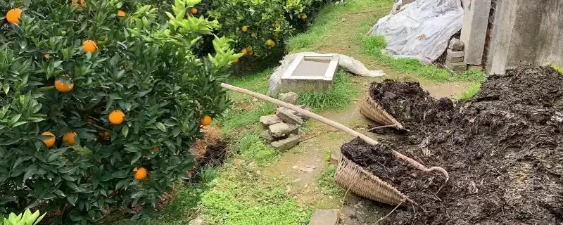 脐橙施肥技巧：树行间开沟施入的操作要点-会东网