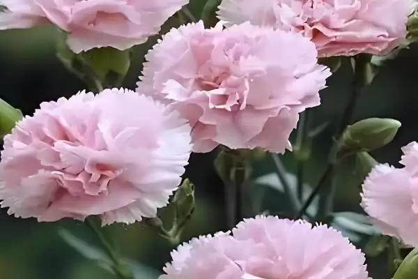 图片[3]-送医生的暖心花卉：百合、康乃馨、向日葵的美好寓意-会东网