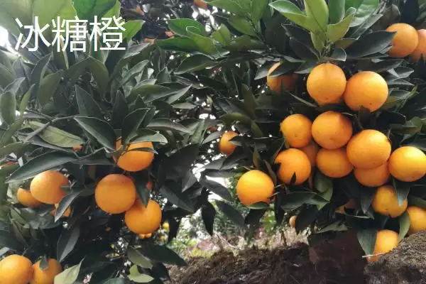 图片[4]-认识优质冰糖橙特点的方法和重点？认识优质冰糖橙特点要做好哪些细节？-会东网