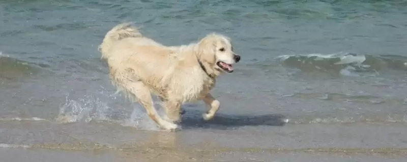 金毛犬表达情绪的方式 ,金毛怎样表现它的心情状态插图 金毛犬表达情绪的方式 ,金毛怎样表现它的心情状态插图