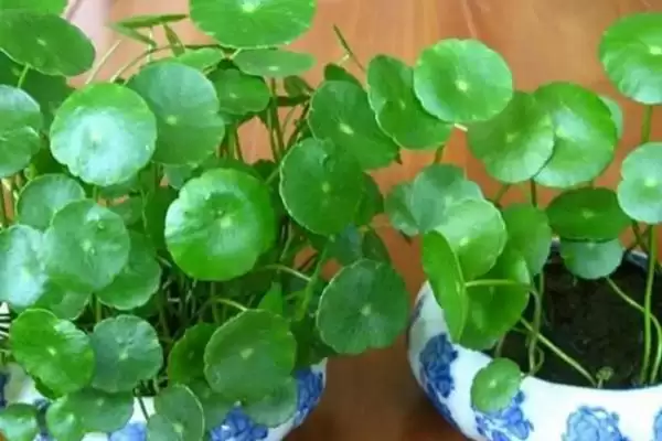 图片[4]-铜钱草冬天叶子黄了是什么原因？探究铜钱草冬季叶子发黄原因要考虑哪些因素？-会东网