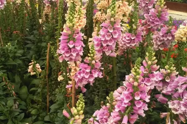图片[3]-金鱼草的花语 ,金鱼草不同颜色花语有何区别-会东网