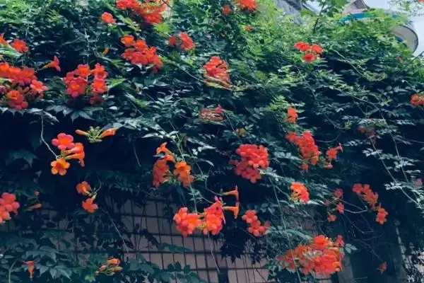 图片[2]-什么是凌霄花？认识凌霄花要了解哪些关键的花卉形态和生长特性？-会东网