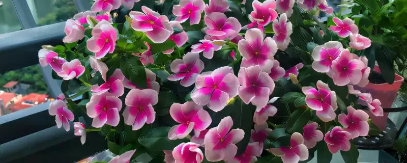 长春花移栽后养护的方法和重点？长春花移栽后养护要做好哪些细节？-会东网