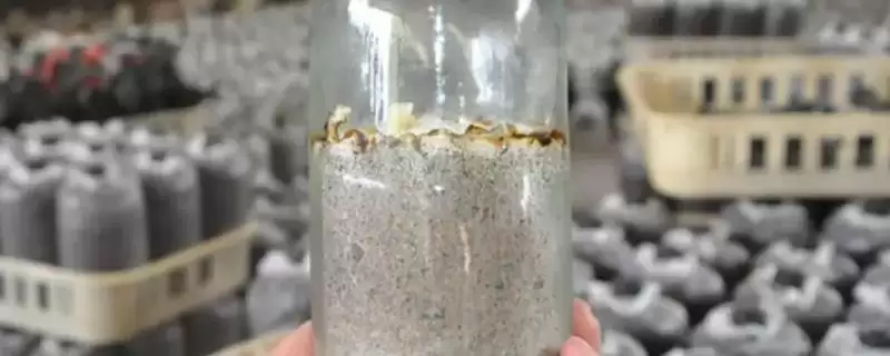 区分原种和栽培种的方法和重点？区分原种和栽培种要做好哪些细节？-会东网