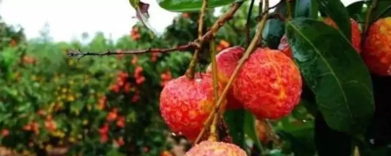 如何给荔枝套袋？给荔枝套袋要遵循哪些正确的套袋操作流程？-会东网