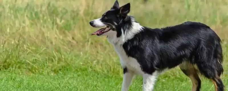 饲养边境牧羊犬的要点？饲养边境牧羊犬要掌握哪些关键的喂养和训练要点？-会东网