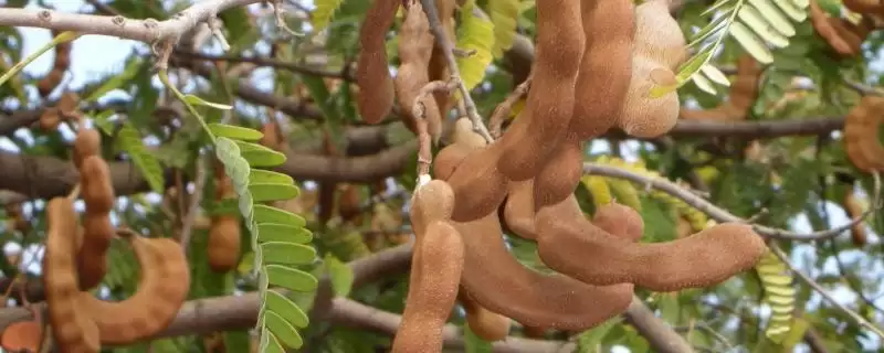 酸角喜阳还是喜阴？了解酸角光照喜好要知晓哪些植物生长习性要点？-会东网