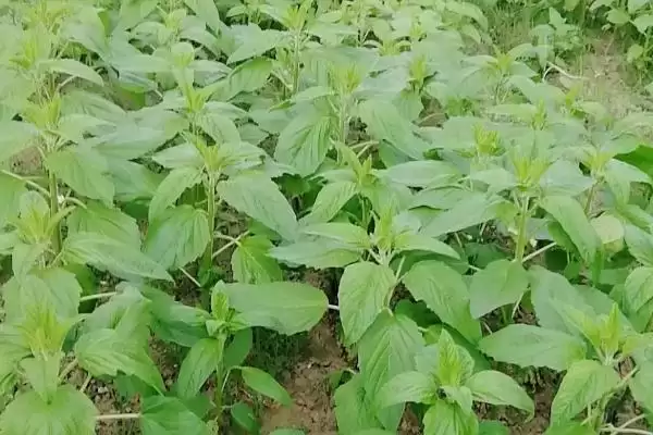 图片[2]-掌握芝麻苗期管理方法的方法和重点？掌握芝麻苗期管理方法要做好哪些细节？-会东网