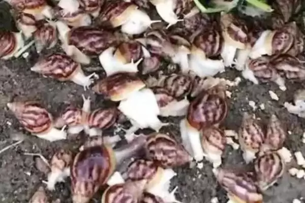 图片[3]-蜗牛的病虫害防治？防治蜗牛病虫害要采取哪些有效的物理、化学和生物防治措施？-会东网