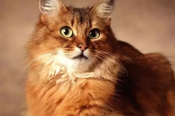 图片[3]-老龄猫咪的照顾方法 ,照顾老龄猫咪为何要多放猫砂盆？-会东网