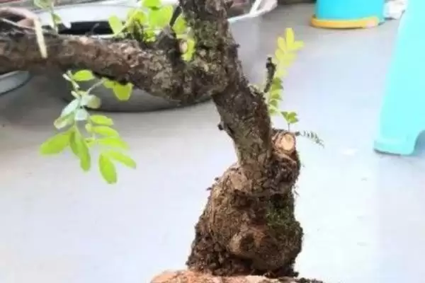图片[3]-修剪清香木的方法和重点？修剪清香木要做好哪些细节？-会东网
