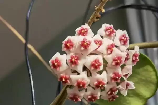 图片[7]-苏奈球兰的味道好不好闻？了解苏奈球兰味道要考虑哪些花香特性和个人喜好因素？-会东网