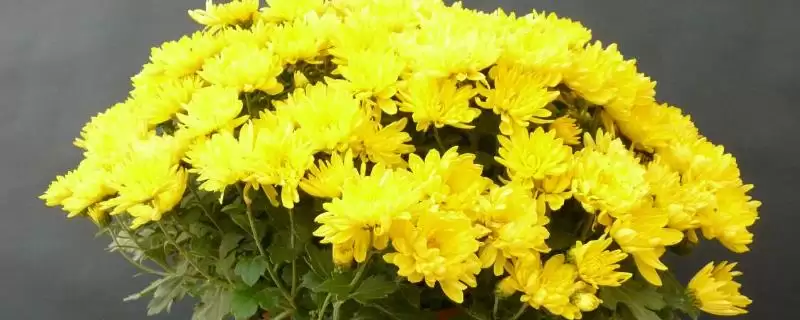 夏季菊花养护的方法和要点？夏季养护菊花要掌握哪些关键步骤？-会东网