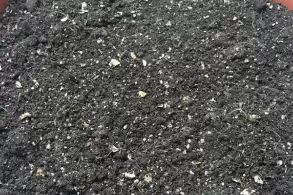 图片[3]-繁殖圆锥石头花的方法和重点？繁殖圆锥石头花要做好哪些细节？-会东网