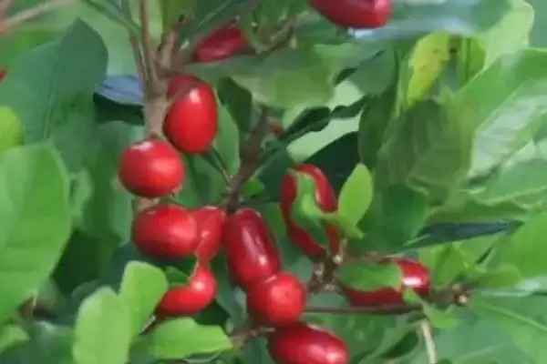 图片[4]-神秘果种植几年可以结果？了解神秘果结果周期要知晓哪些生长规律？-会东网