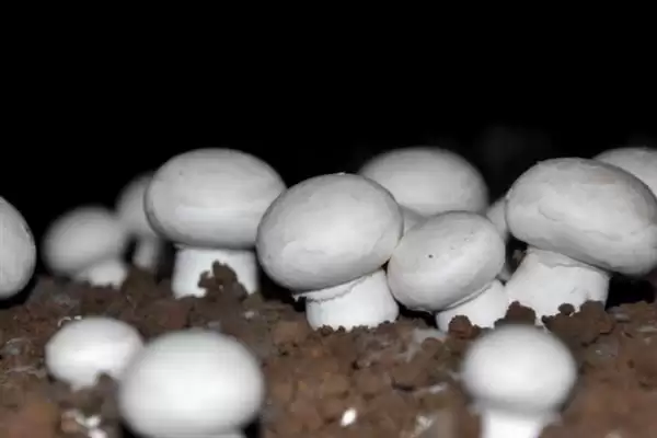 图片[4]-双孢菇的市场价格？分析双孢菇市场价格要考虑哪些市场波动和成本因素？-会东网